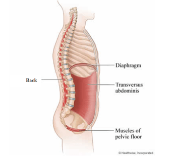b. Trunk stabilization: The pelvic floor and deep abdominal muscles are linked. By activating the trunk correctly you can also strengthen your pelvic floor muscles and help support the pelvic organs.