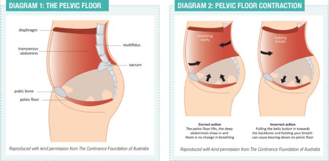 pelvic floor contractions