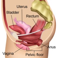 superficial and deep pelvic floor muscles