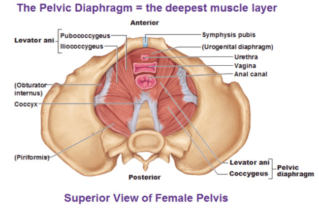 a. Pelvic floor strengthening, with supervised education. Recent research has concluded that a well adhered to exercise program for six to eight weeks will reduce prolapse one-half to a whole grade.