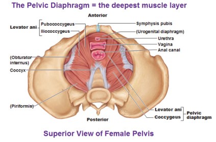 Deep pelvic floor muscles