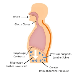 intra abdominal pressure