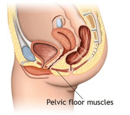 pelvic-floor-muscles